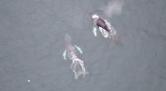 Ballenas avistadas en playas de Huacho.