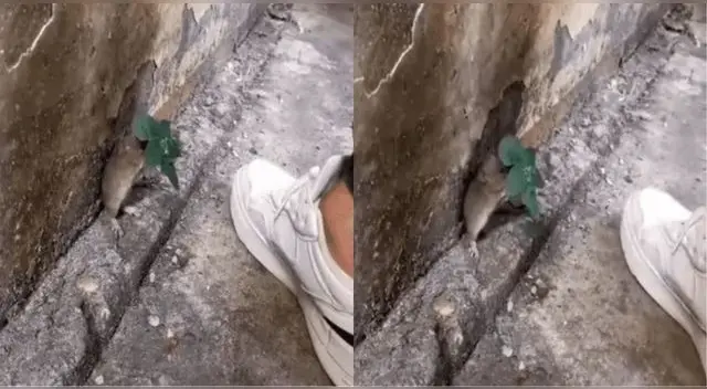 El ratoncito se escondió detrás de una planta para que la persona no la vea y es viral en TikTok.