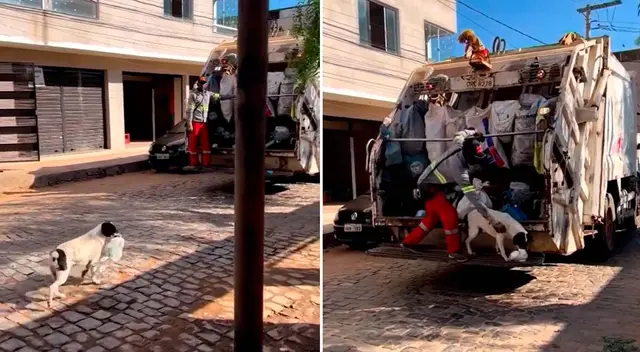 Perrito conmueve las redes sociales al 'trabajar' como recolector de basura