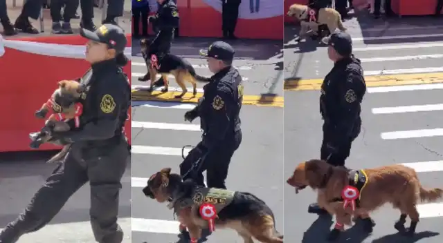 La policía canina participó en desfile.