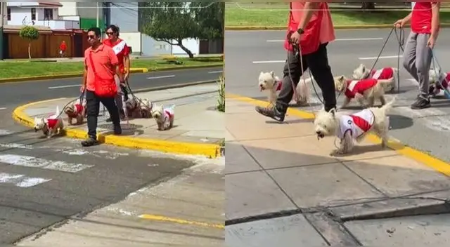 Los peruanos paseaban a sus perritos con las camisetas de la 'Bicolor' y escena es viral en TikTok.