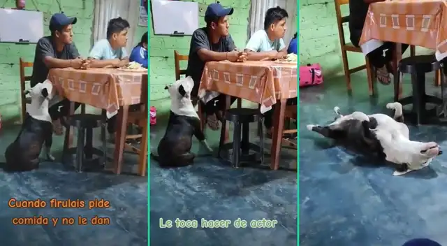 La actuación del can fue viral en TikTok. La actuación del can fue viral en TikTok.