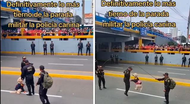 Un Poddle Policía se robó las miradas al demostrar su destreza al saltar la soga.