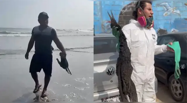 Varias aves aparecieron muertas este 01 de agosto. Varias aves aparecieron muertas este 01 de agosto.