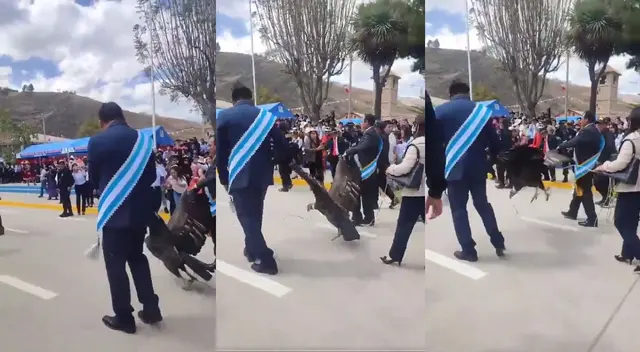 Condor andino siendo arrastrado por autoridades.