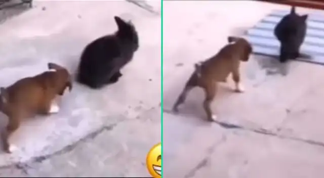 El singular comportamiento del cachorro fue  fue viral en TikTok