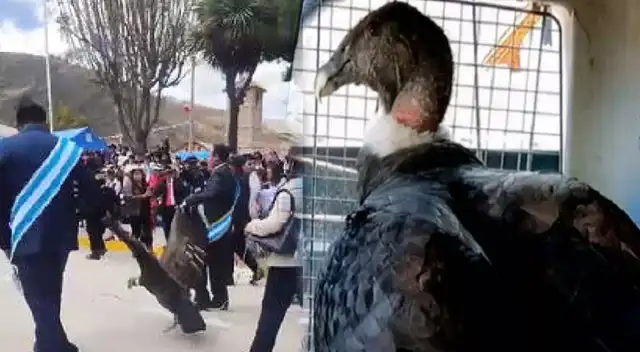 Cóndor andino se encuentra a buen recaudo tras ser arrastrado por alcalde en Apurímac. Cóndor andino se encuentra a buen recaudo tras ser arrastrado por alcalde en Apurímac.