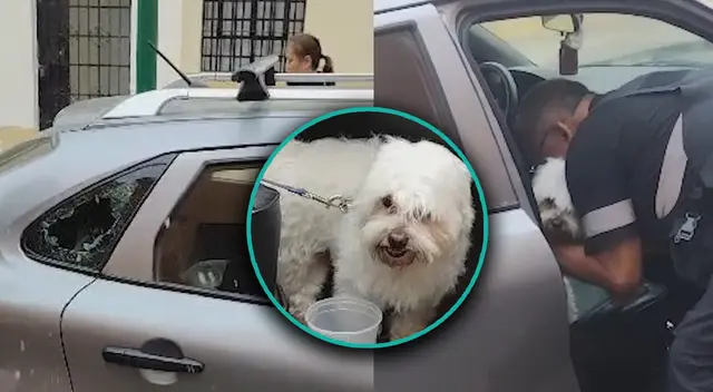 Perrito deshidratado es rescatado por sereno de Pueblo Libre, tras ser abandonado en un auto. Perrito deshidratado es rescatado por sereno de Pueblo Libre, tras ser abandonado en un auto.