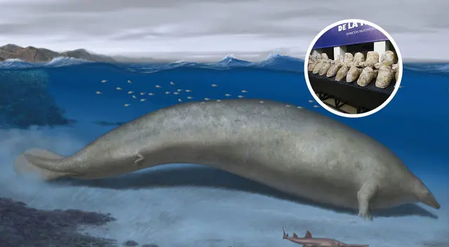 Enorme animal es hallado en Ica Enorme animal es hallado en Ica