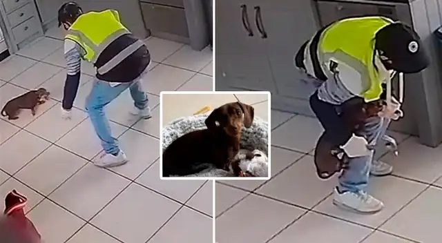 El perrito hizo todo lo posible para que el ladrón no se lo lleve. El perrito hizo todo lo posible para que el ladrón no se lo lleve.