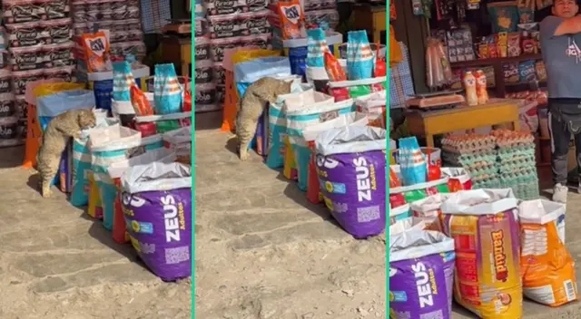 El felino fue captado ientras comía galletas de una tienda de abarrotes. El clip fue viral en TikTok. El felino fue captado ientras comía galletas de una tienda de abarrotes. El clip fue viral en TikTok.