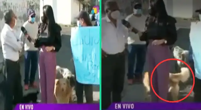 La periodista atinó a reírse de travesura del can que fue viral en TikTok.
