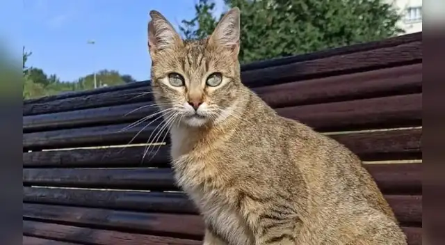 Día Internacional del Gato: por qué se les celebra tres veces al año y curiosidades tener uno en casa