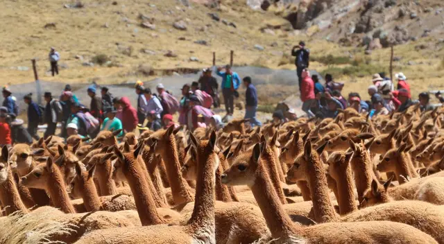 Hallan vicuñas muertas en Cusco y Serfor se preocupa.
