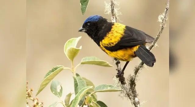 Pueblos indígenas, comunidades campesinas y afrodescendientes, instituciones académicas y ONG o representantes del sector privado tienen plazo hasta el 21 de agosto para ofrecer sus propuestas.