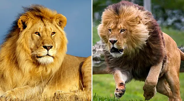 Descubre el siginifica de soñar con ser atacado por león.