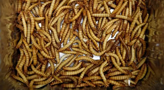 Conoce el verdadero significado de soñar con los gusanos. Conoce el verdadero significado de soñar con los gusanos.