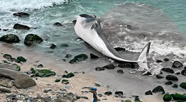 Una ballena sin vida quedó varada en la playa Señoritas.