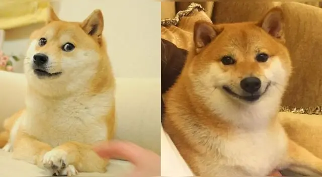 Murió 'Cheems', la perrita que conquistó Internet perdió la batalla contra el cáncer