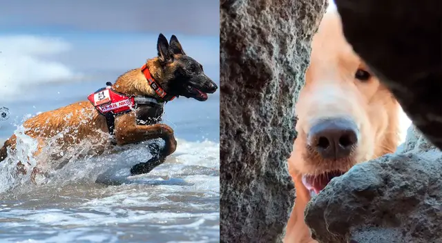 Perros acompañan en las labores de búsqueda y son muy eficaces.