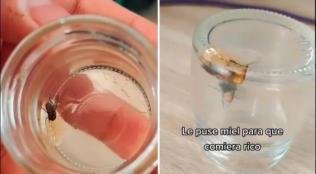 Una usuaria se volvió viral al tener como mascota a una mosca llamada 'Moscardo'.