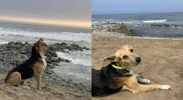 Vaguito, el perro que espera a su dueño frente al mar de Punta Negra todos los días Vaguito, el perro que espera a su dueño frente al mar de Punta Negra todos los días