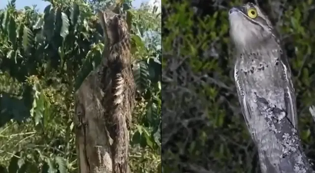 La misteriosa ayaymama tiene una leyenda que envuelve sus apariciones.