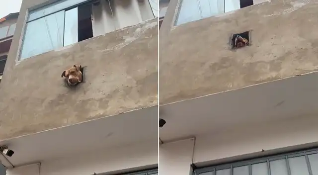 Pitbull se roba corazones al ser captado ladrando desde el hueco de una casa y escena es viral.