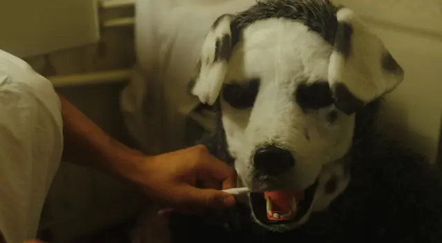 Conoce todos los detalles que oculta la película Good Boy. Conoce todos los detalles que oculta la película Good Boy.