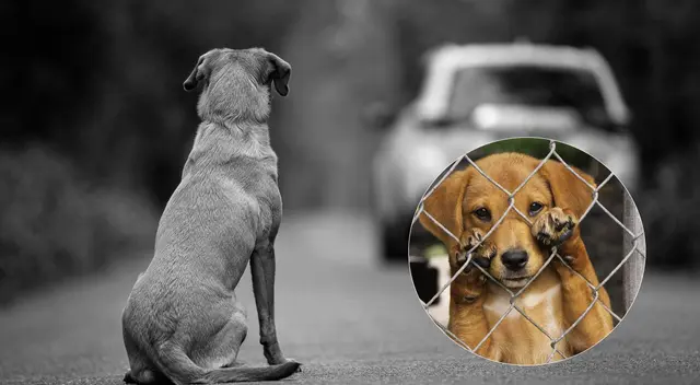 Holly es una perrita que fue abandonada por sus dueños por ser considerada 'muy vieja'.