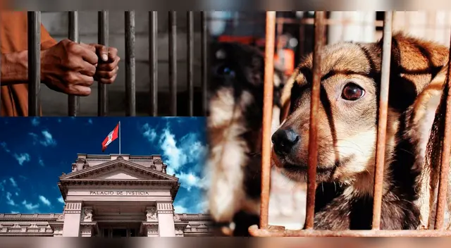 Existen municipalidades que imponen multas por maltrato animal.