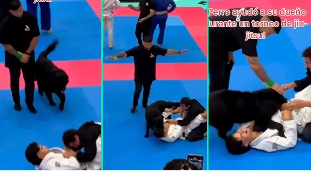 La reacción del perrito fue viral en TikTok.