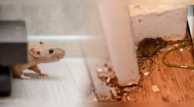 La presencia de las ratas genera en muchas ocasiones desagrado.