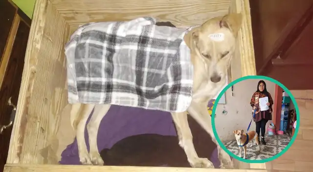 La cuidadora de esta perrita pide justicia para la pequeña Molly La cuidadora de esta perrita pide justicia para la pequeña Molly