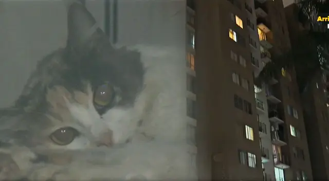 Maltrato animal en Cercado de Lima. La gatita terminó con lesiones graves y su estado de salud es reservado. Maltrato animal en Cercado de Lima. La gatita terminó con lesiones graves y su estado de salud es reservado.