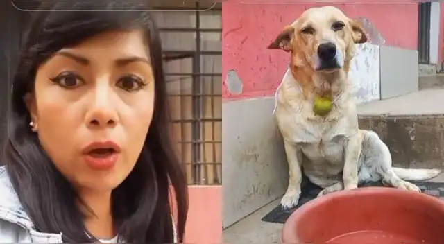 Peruana sale a comprar, ve a perrito con limón en el cuello y hace lo impensado en TikTok.