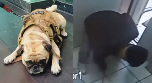 Perrito pug fue rescatado por la Policía y llevado a un lugar seguro.
