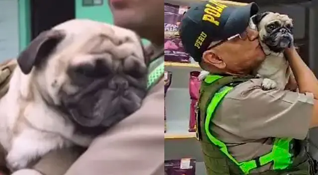 Asap, la mascota que fue maltratada, podría unirse a la policía. Asap, la mascota que fue maltratada, podría unirse a la policía.