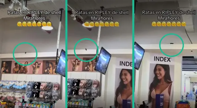 En las imágenes se observa como el roedor recorre los ambientes del centro comercial. En las imágenes se observa como el roedor recorre los ambientes del centro comercial.