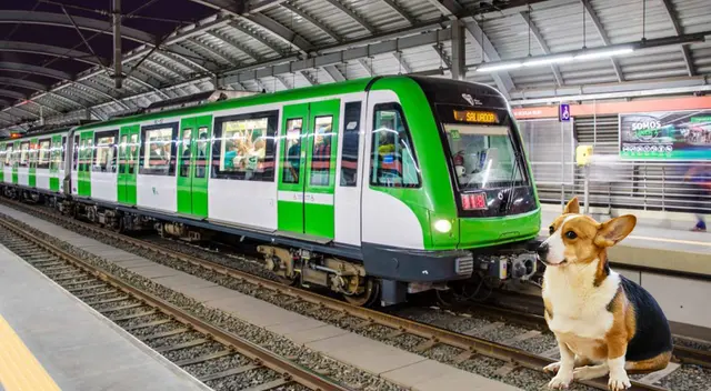 Perro obstruye carriles del tren del Metro de Lima y genera retrasos.