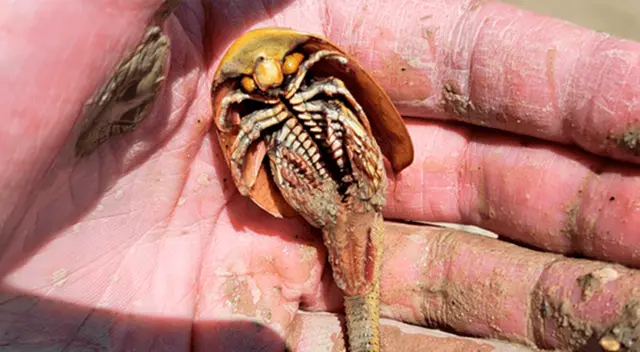 Curiosa criatura de tres ojos emerge del desierto tras fuertes lluvias en Estados Unidos. Curiosa criatura de tres ojos emerge del desierto tras fuertes lluvias en Estados Unidos.