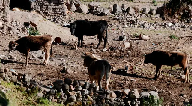 Toro terminó con la vida de su dueño.