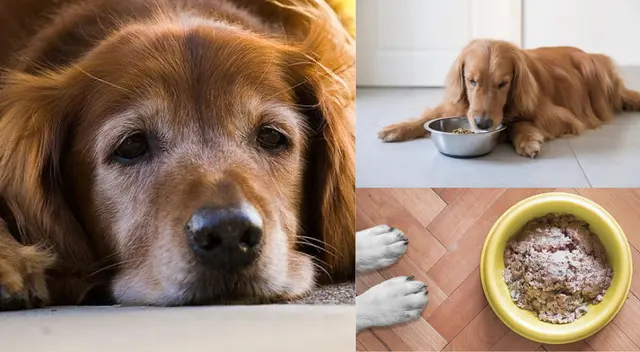 Es preferible darle comida húmeda o remojar sus croquetas con agua. Es preferible darle comida húmeda o remojar sus croquetas con agua.