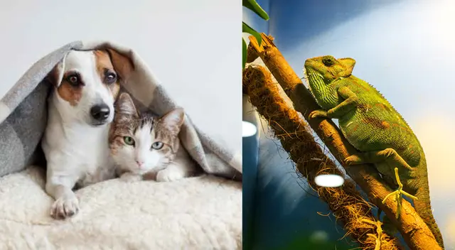 Los cambios bruscos de clima pueden causar cambios en el comportamiento.