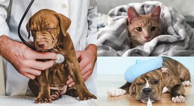 Prioriza la hidratación. Prioriza la hidratación.