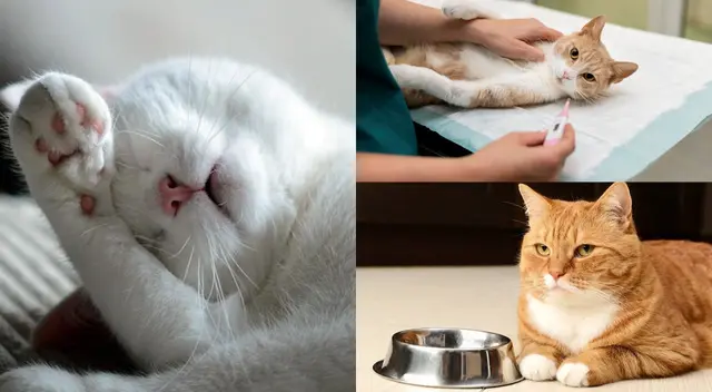 Lo mejor es llevarlo al veterinario para descubrir la causa.