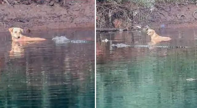 Un can es salvado por un grupo de cocodrilos en India y sorprende a científicos.