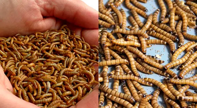 Conoce el significado de soñar con gusanos en el cuerpo. Conoce el significado de soñar con gusanos en el cuerpo.