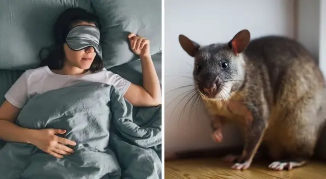 Conoce el significado de soñar con una rata grande. Conoce el significado de soñar con una rata grande.