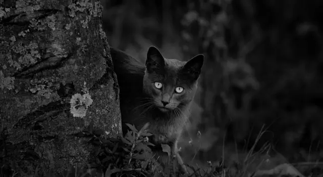 Conoce el significado de soñar con un gato negro.